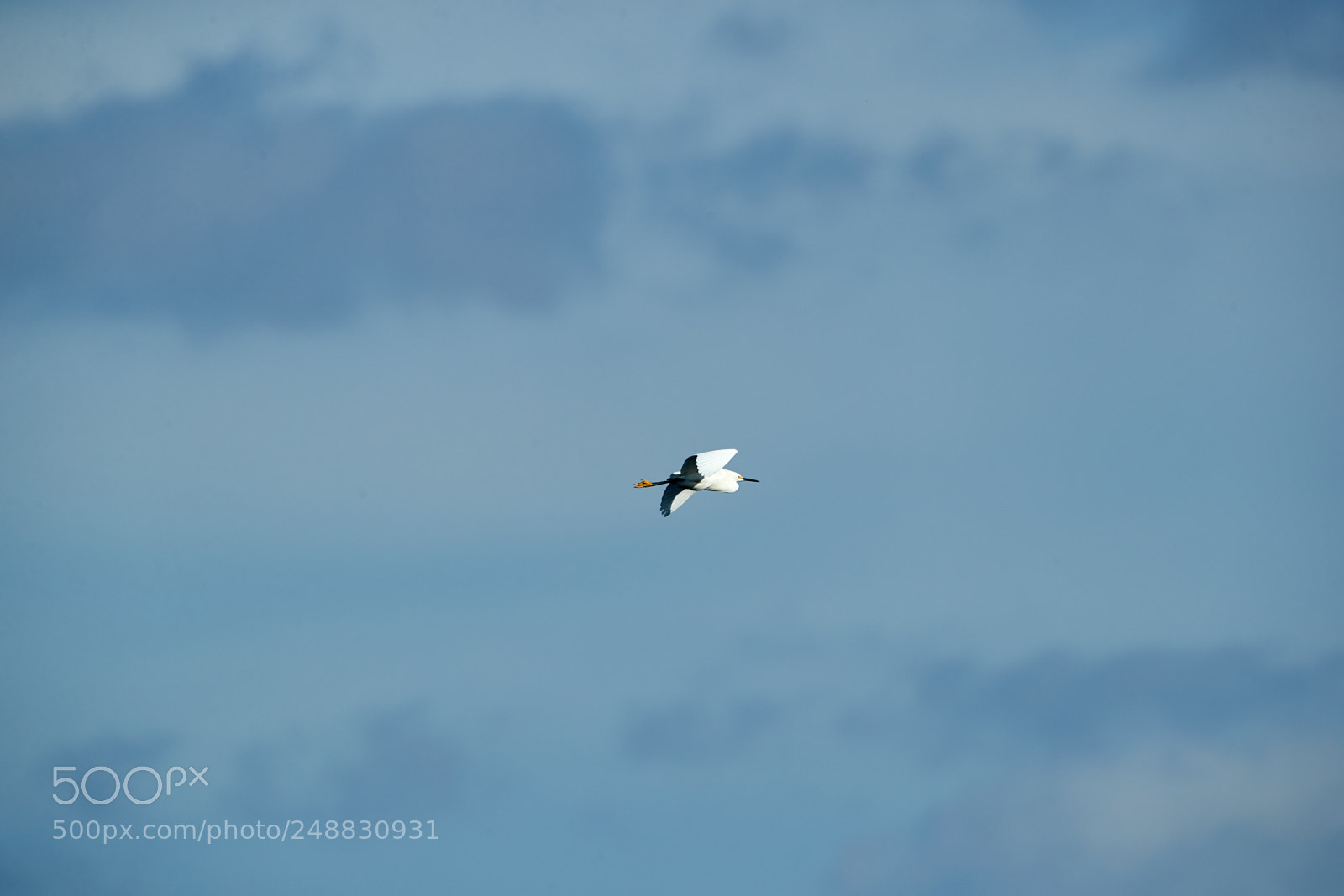 Canon EOS-1D X Mark II sample photo. 03-10-18-0006926.jpg photography