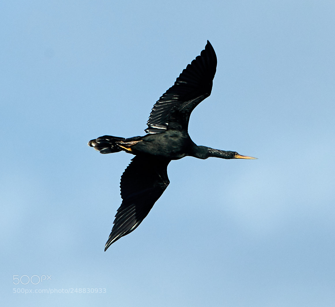 Canon EOS-1D X Mark II sample photo. 03-10-18-0006925.jpg photography
