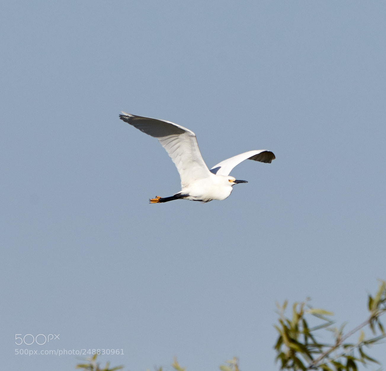 Canon EOS-1D X Mark II sample photo. 03-10-18-0006921.jpg photography