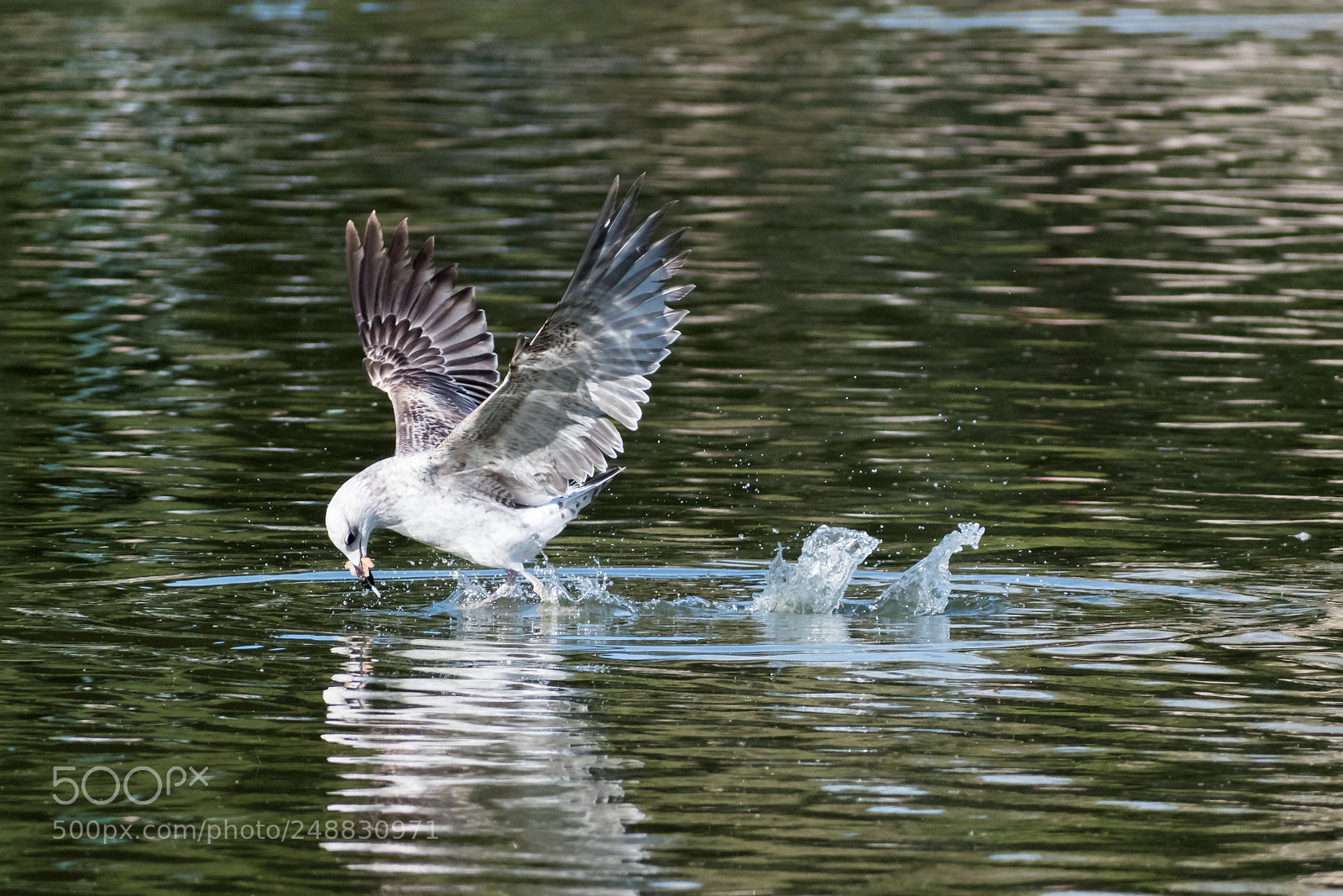 Nikon D5600 sample photo. Playing catch photography