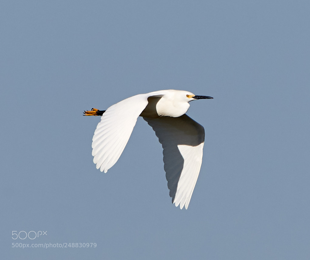 Canon EOS-1D X Mark II sample photo. 03-10-18-0006920.jpg photography