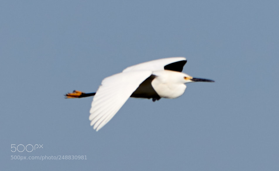 Canon EOS-1D X Mark II sample photo. 03-10-18-0006919.jpg photography