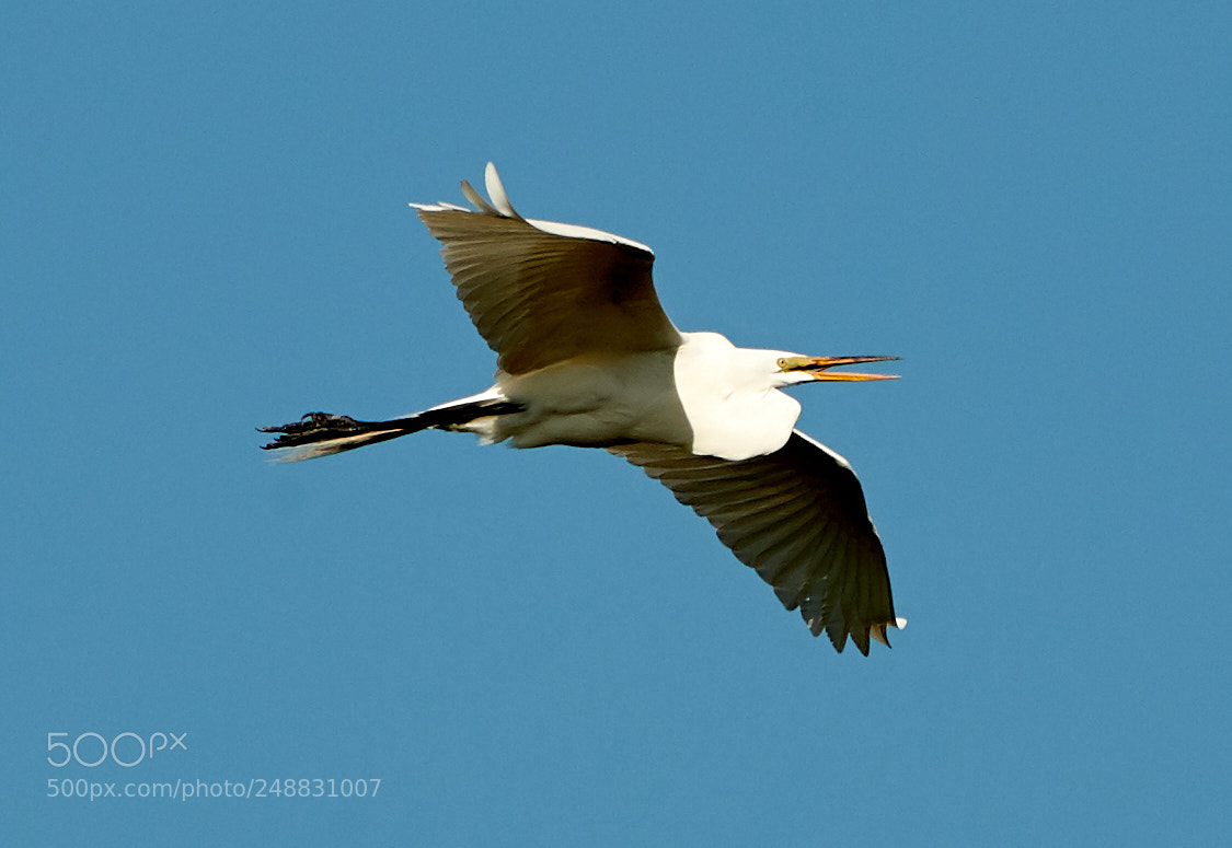 Canon EOS-1D X Mark II sample photo. 03-10-18-0006912.jpg photography