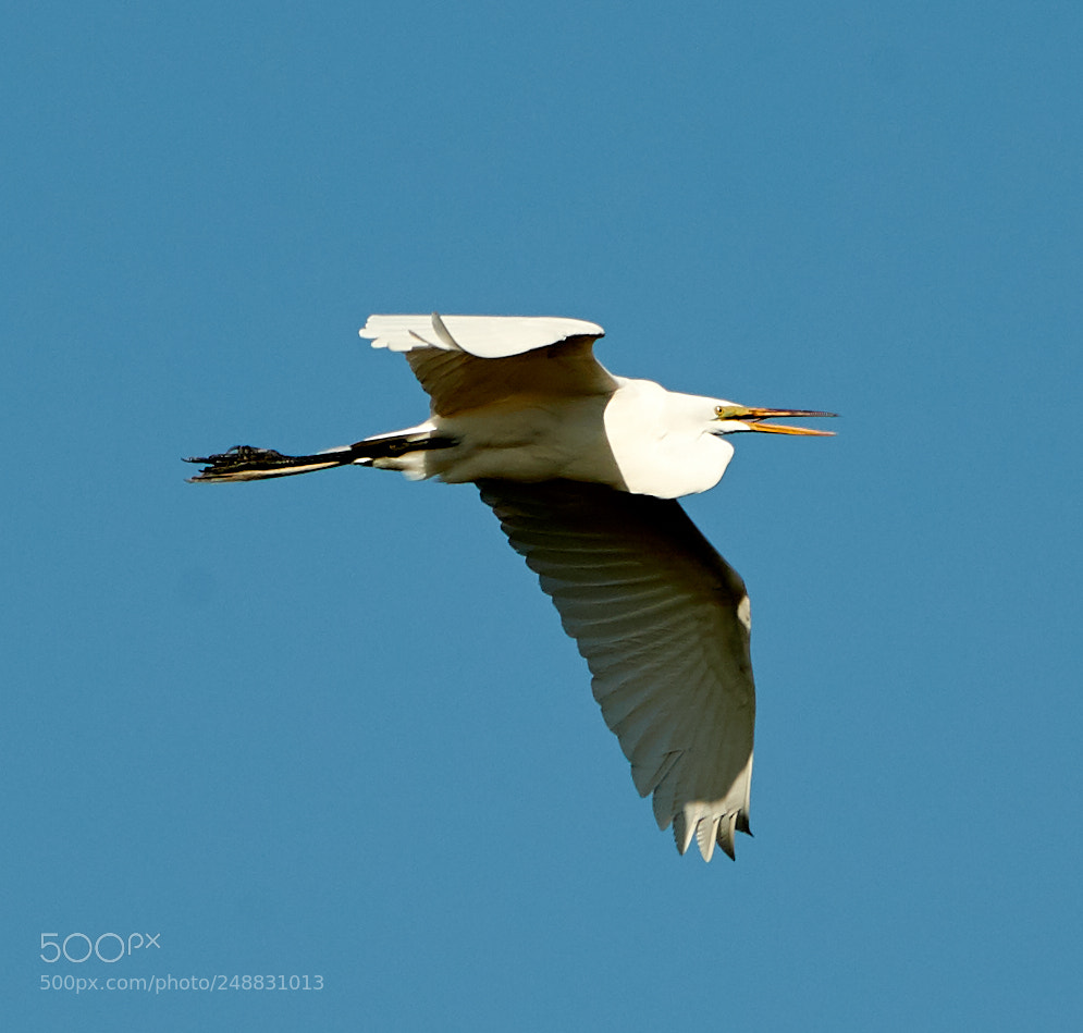 Canon EOS-1D X Mark II sample photo. 03-10-18-0006910.jpg photography