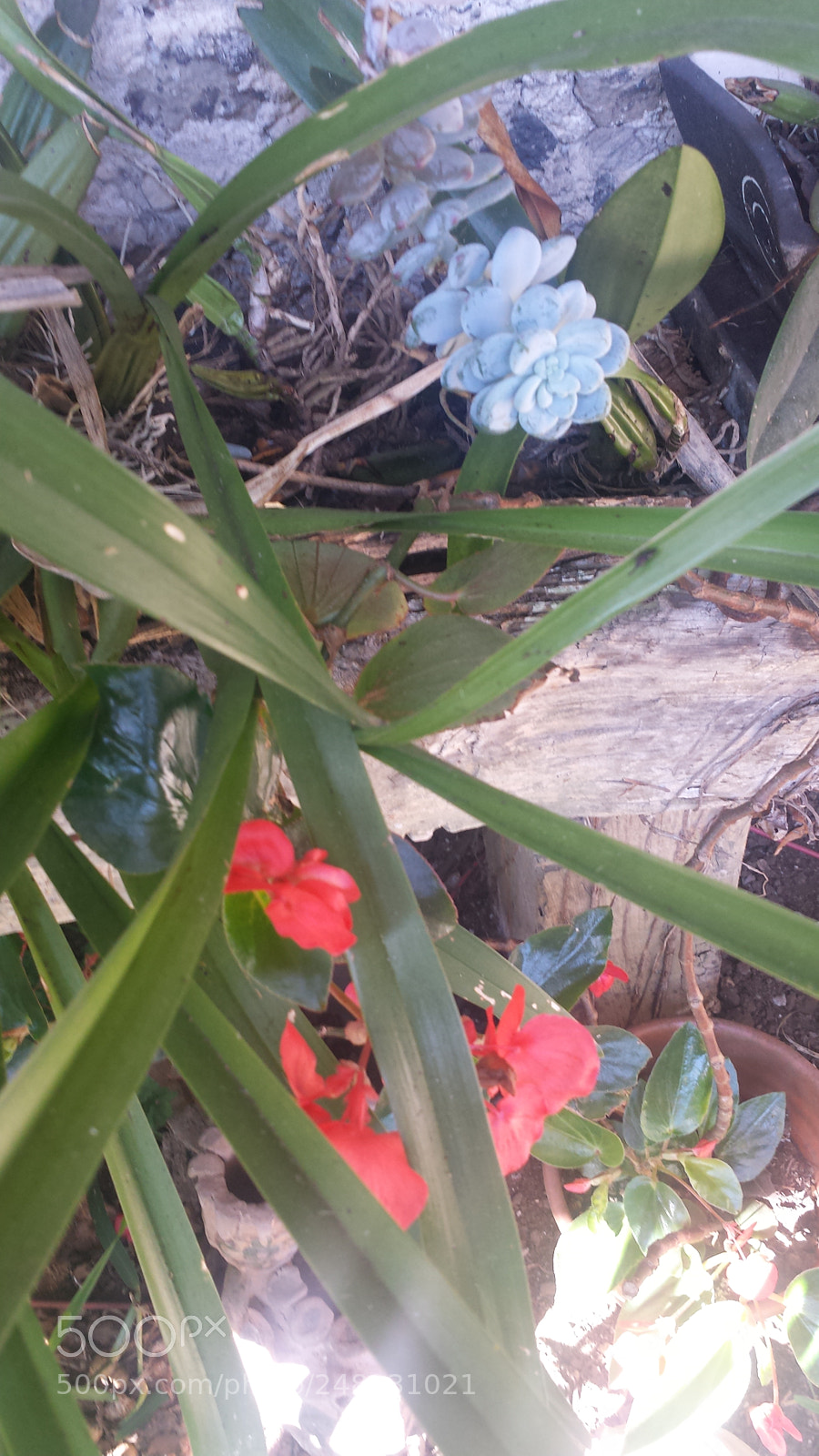 Samsung Galaxy S4 sample photo. Untitled photography