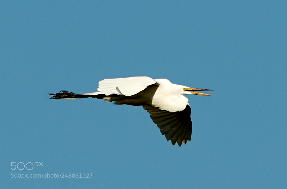 Canon EOS-1D X Mark II sample photo. 03-10-18-0006907.jpg photography