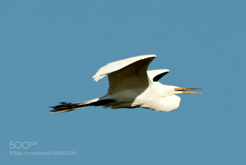 Canon EOS-1D X Mark II sample photo. 03-10-18-0006905.jpg photography