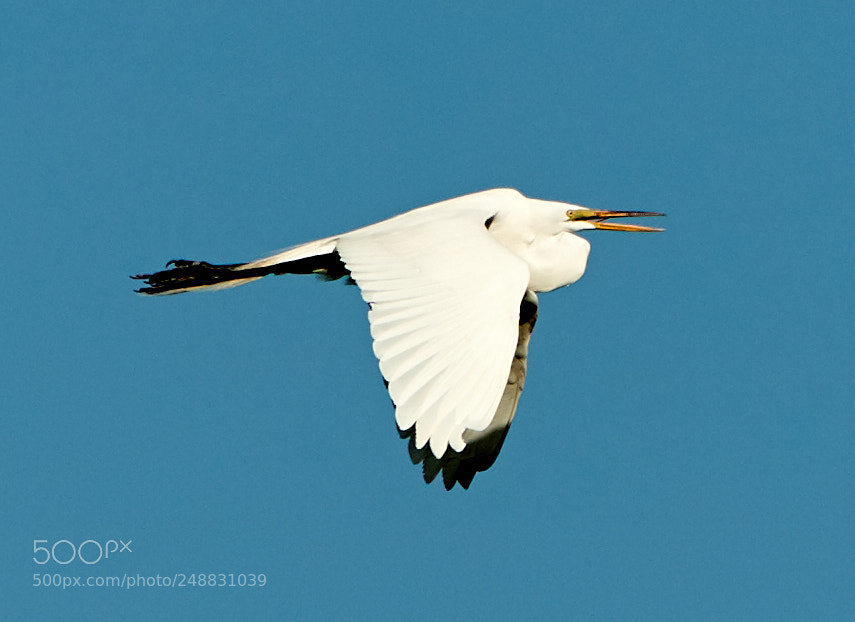 Canon EOS-1D X Mark II sample photo. 03-10-18-0006904.jpg photography