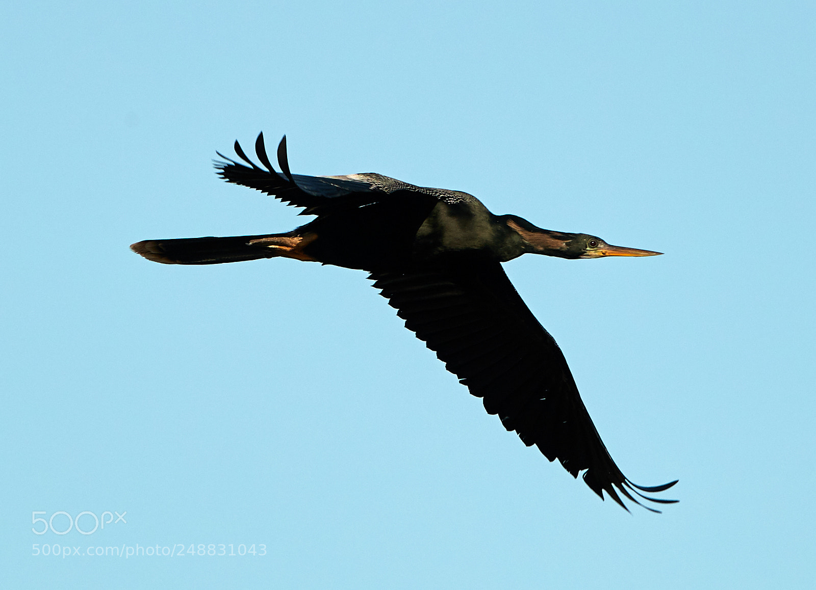 Canon EOS-1D X Mark II sample photo. 03-10-18-0006902.jpg photography