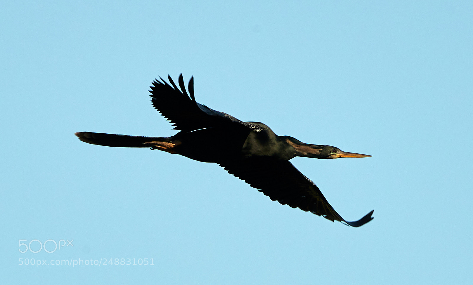 Canon EOS-1D X Mark II sample photo. 03-10-18-0006901.jpg photography