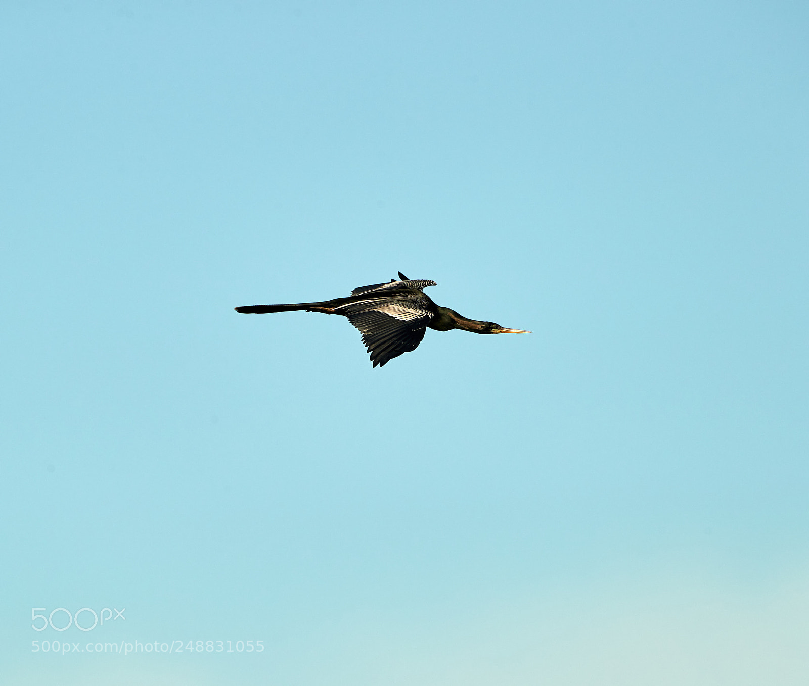 Canon EOS-1D X Mark II sample photo. 03-10-18-0006899 1.jpg photography