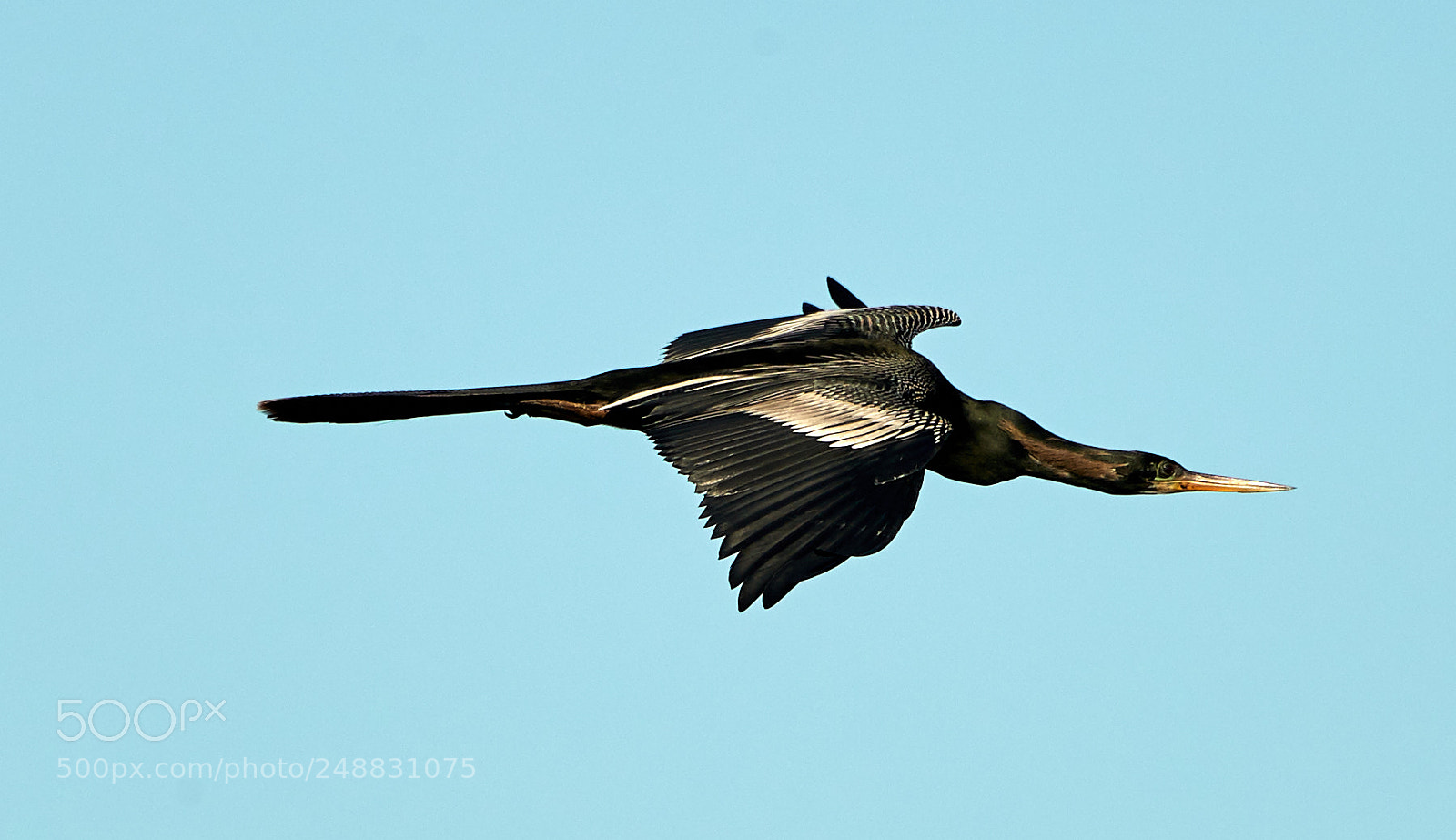 Canon EOS-1D X Mark II sample photo. 03-10-18-0006899.jpg photography