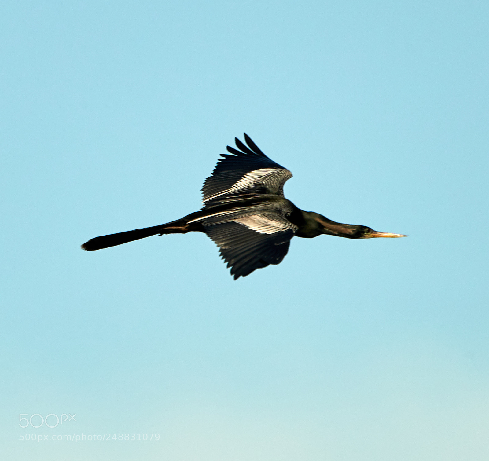 Canon EOS-1D X Mark II sample photo. 03-10-18-0006898.jpg photography