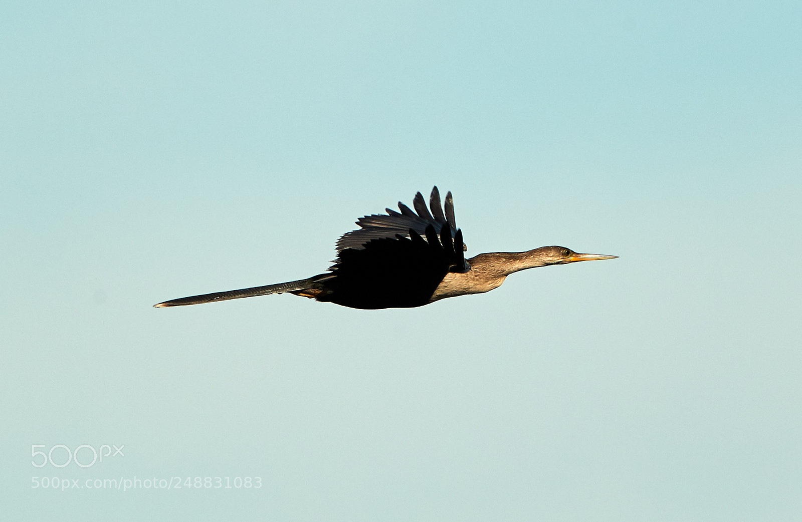 Canon EOS-1D X Mark II sample photo. 03-10-18-0006896.jpg photography
