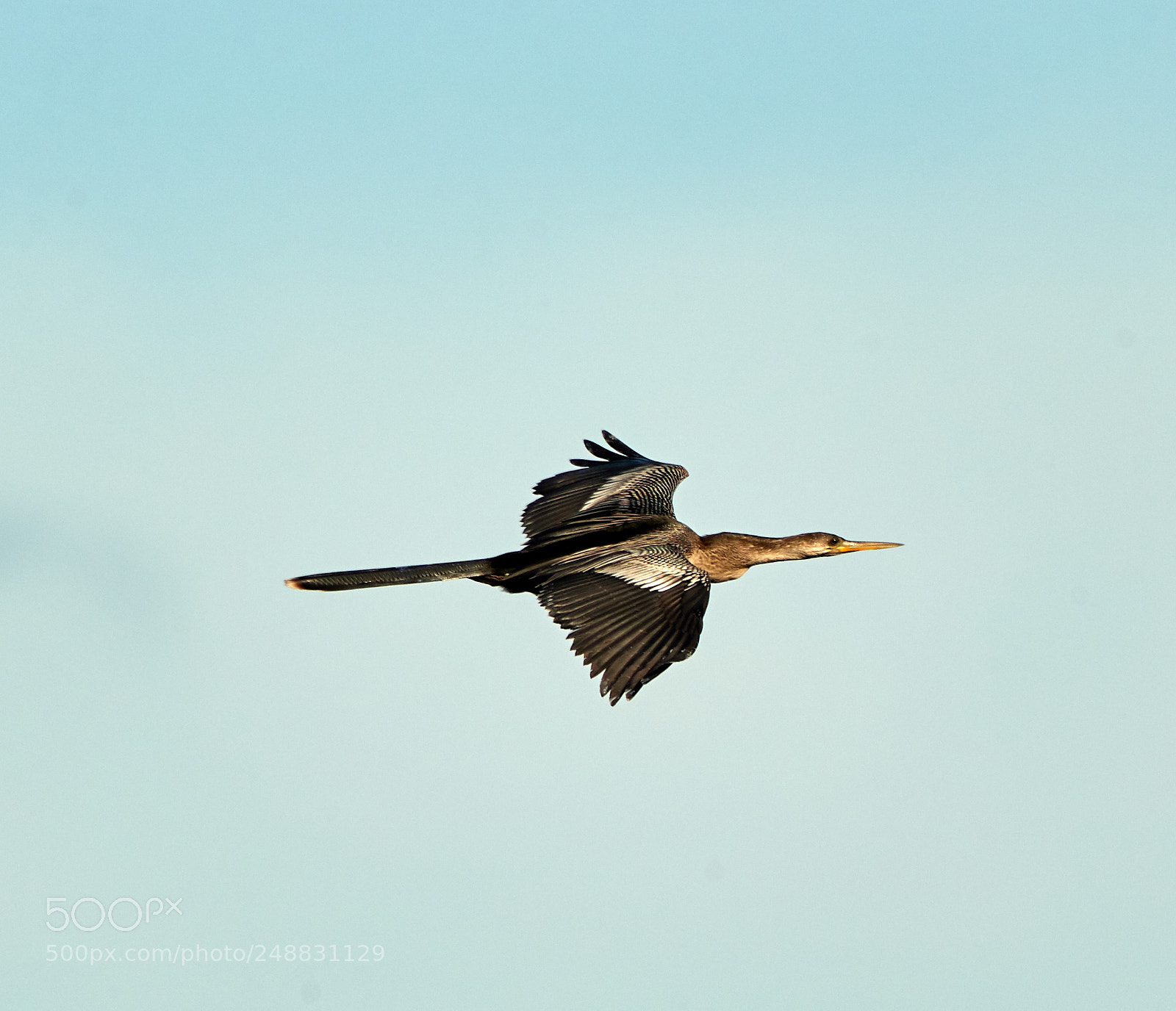 Canon EOS-1D X Mark II sample photo. 03-10-18-0006894.jpg photography