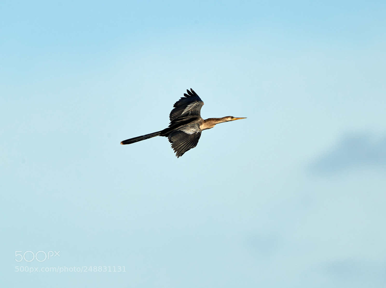 Canon EOS-1D X Mark II sample photo. 03-10-18-0006893.jpg photography