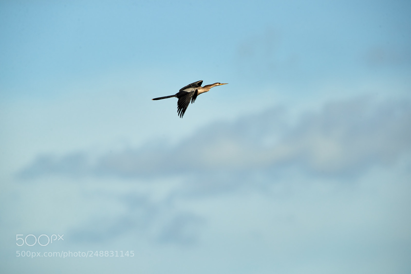 Canon EOS-1D X Mark II sample photo. 03-10-18-0006892 2.jpg photography