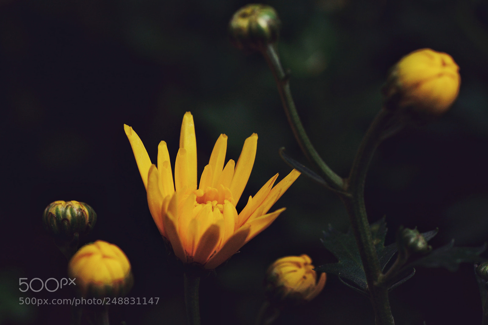 Nikon D7100 sample photo. Untitled photography