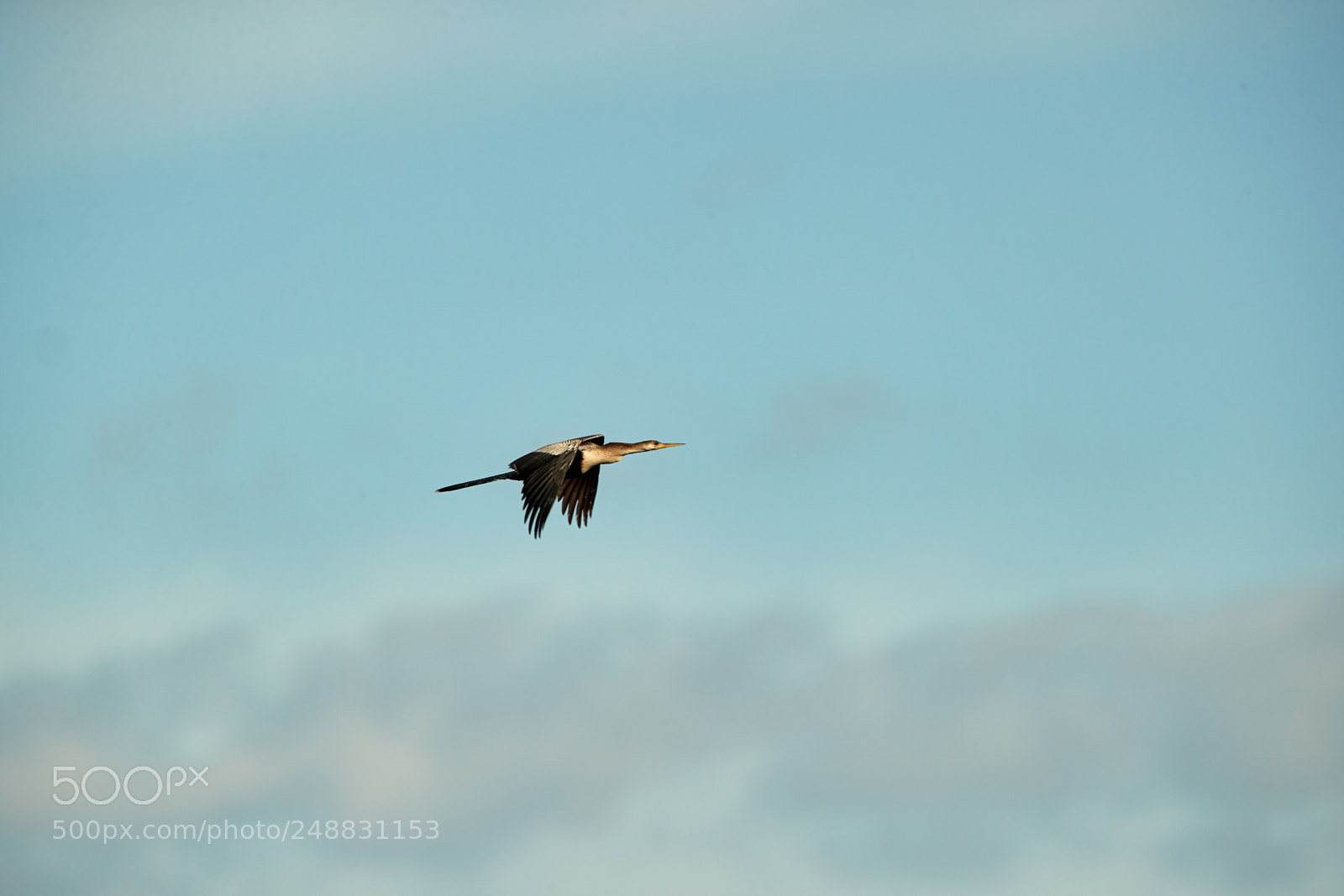 Canon EOS-1D X Mark II sample photo. 03-10-18-0006891.jpg photography