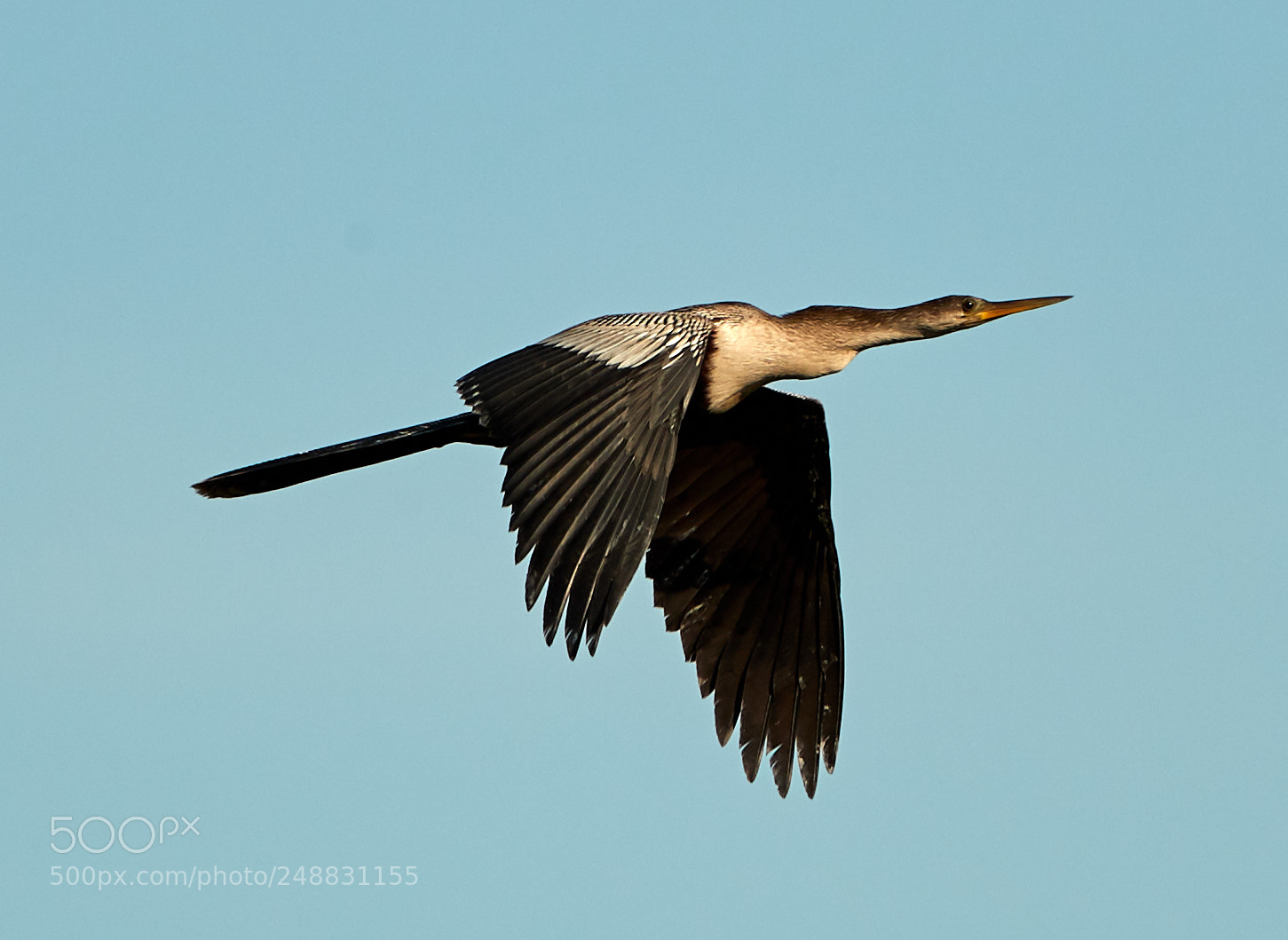Canon EOS-1D X Mark II sample photo. 03-10-18-0006890.jpg photography