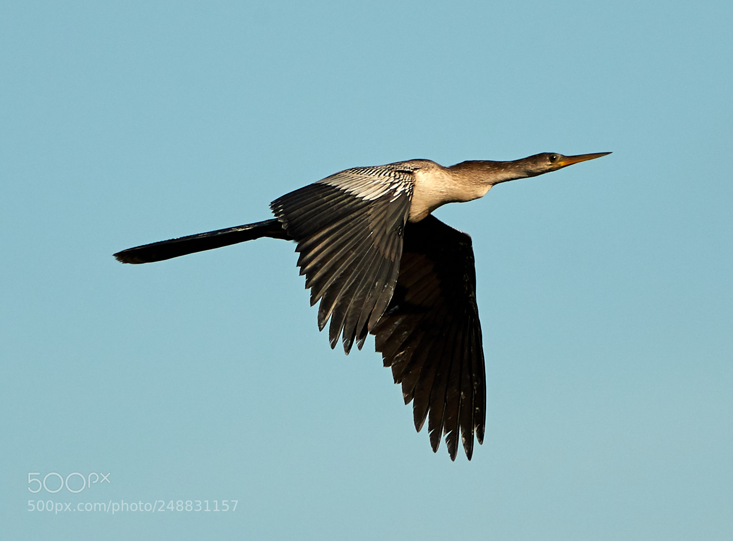 Canon EOS-1D X Mark II sample photo. 03-10-18-0006889.jpg photography