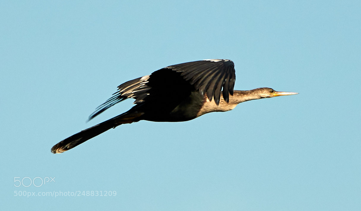 Canon EOS-1D X Mark II sample photo. 03-10-18-0006886.jpg photography