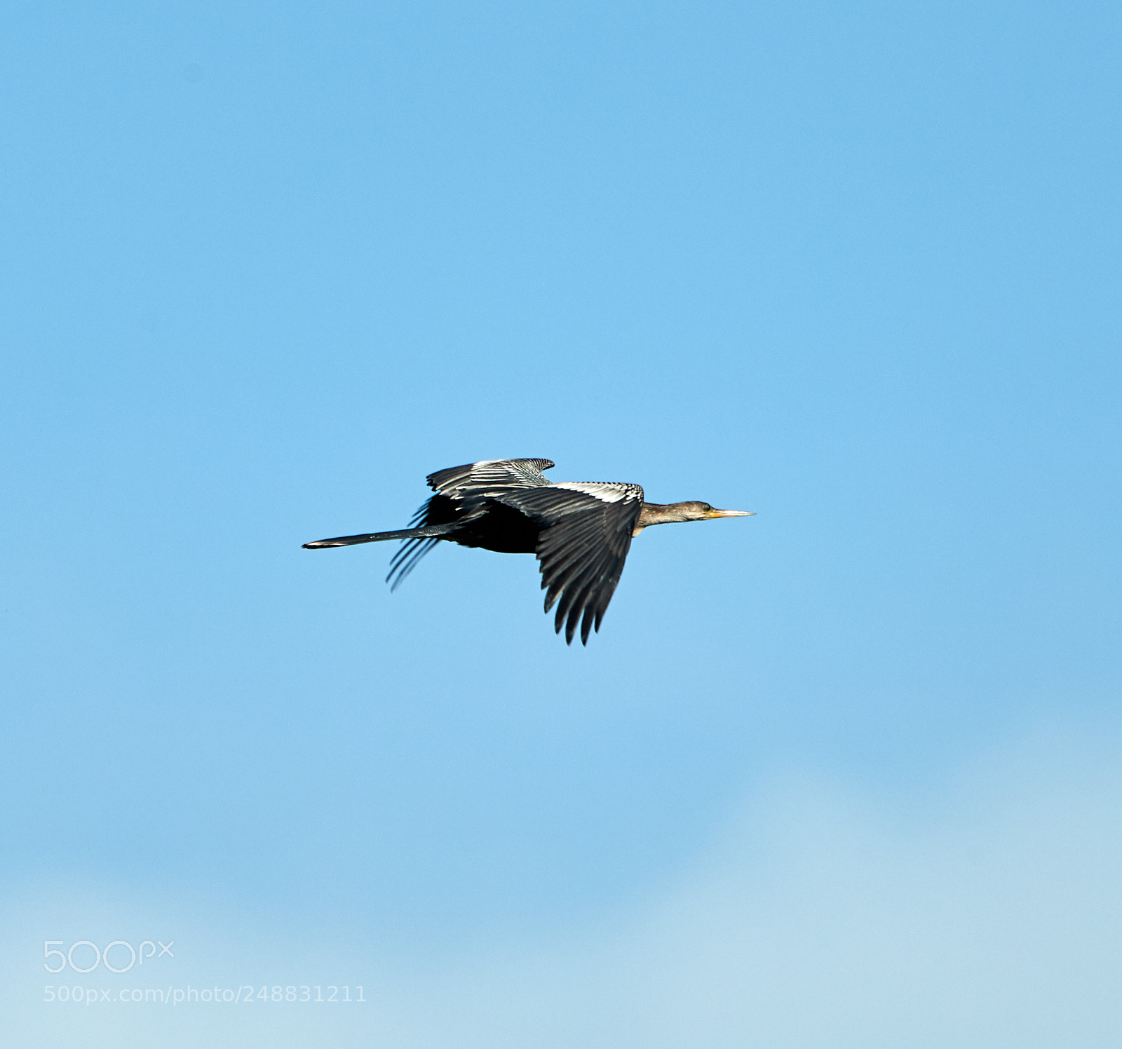 Canon EOS-1D X Mark II sample photo. 03-10-18-0006885.jpg photography