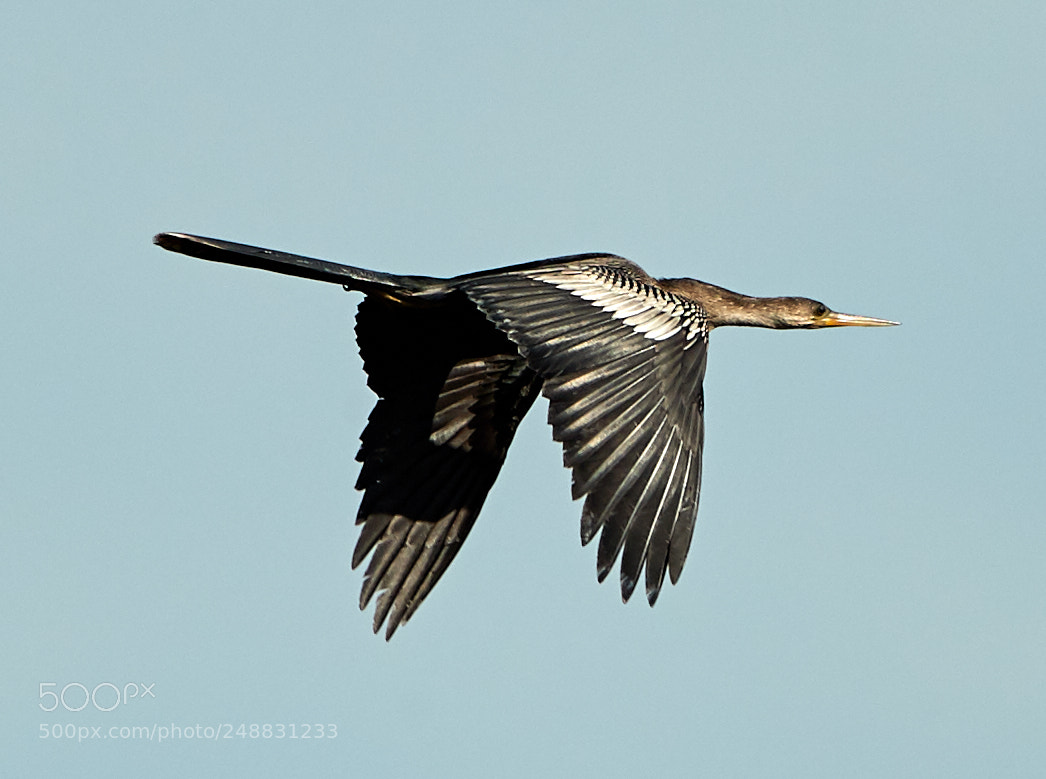 Canon EOS-1D X Mark II sample photo. 03-10-18-0006883.jpg photography