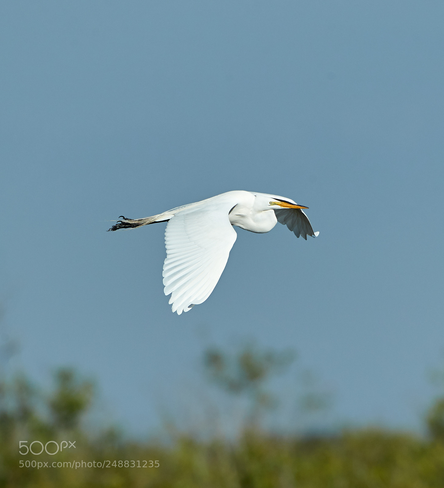 Canon EOS-1D X Mark II sample photo. 03-10-18-0006955.jpg photography