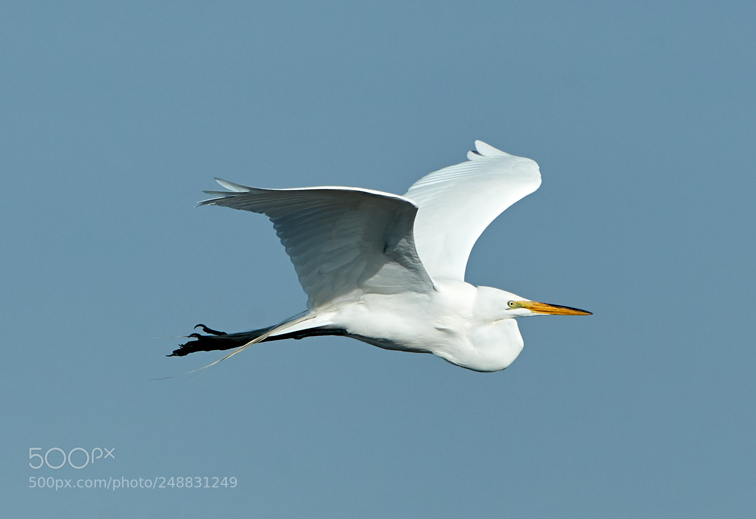 Canon EOS-1D X Mark II sample photo. 03-10-18-0006954.jpg photography