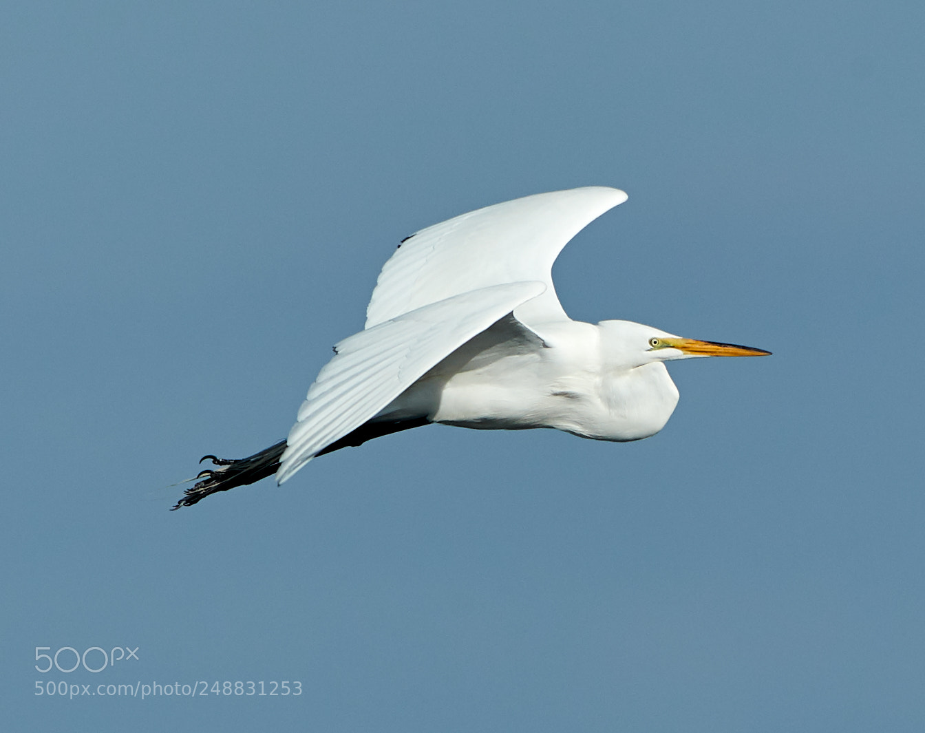 Canon EOS-1D X Mark II sample photo. 03-10-18-0006953.jpg photography