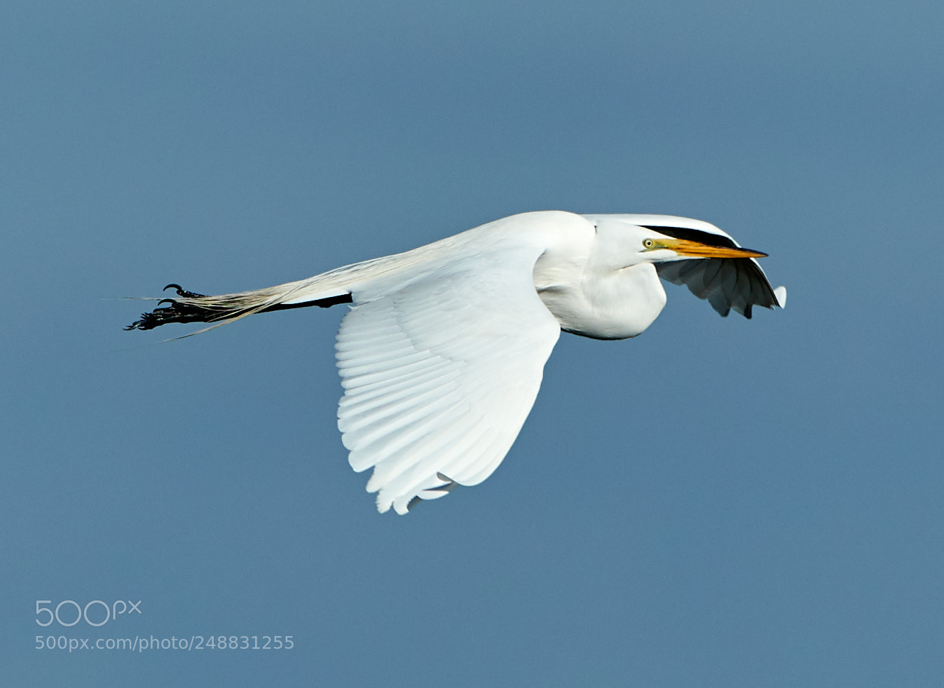 Canon EOS-1D X Mark II sample photo. 03-10-18-0006952.jpg photography
