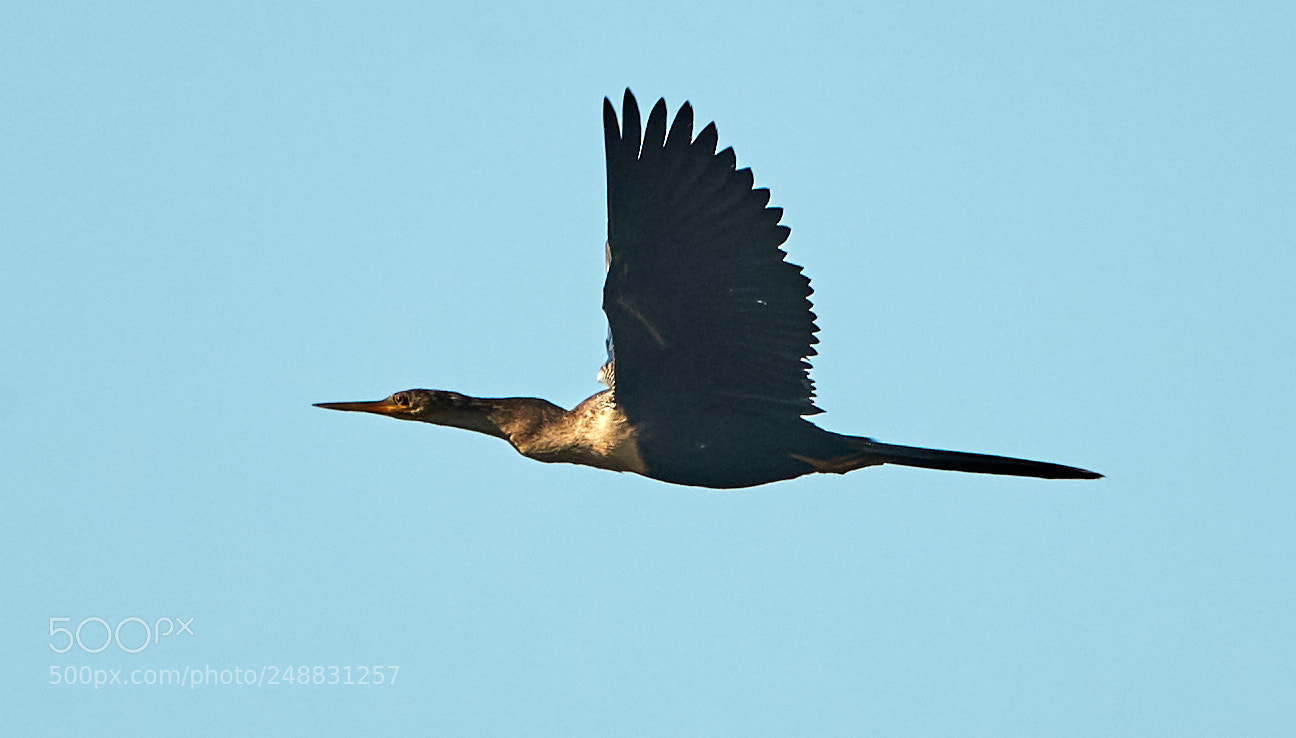 Canon EOS-1D X Mark II sample photo. 03-10-18-0006950.jpg photography