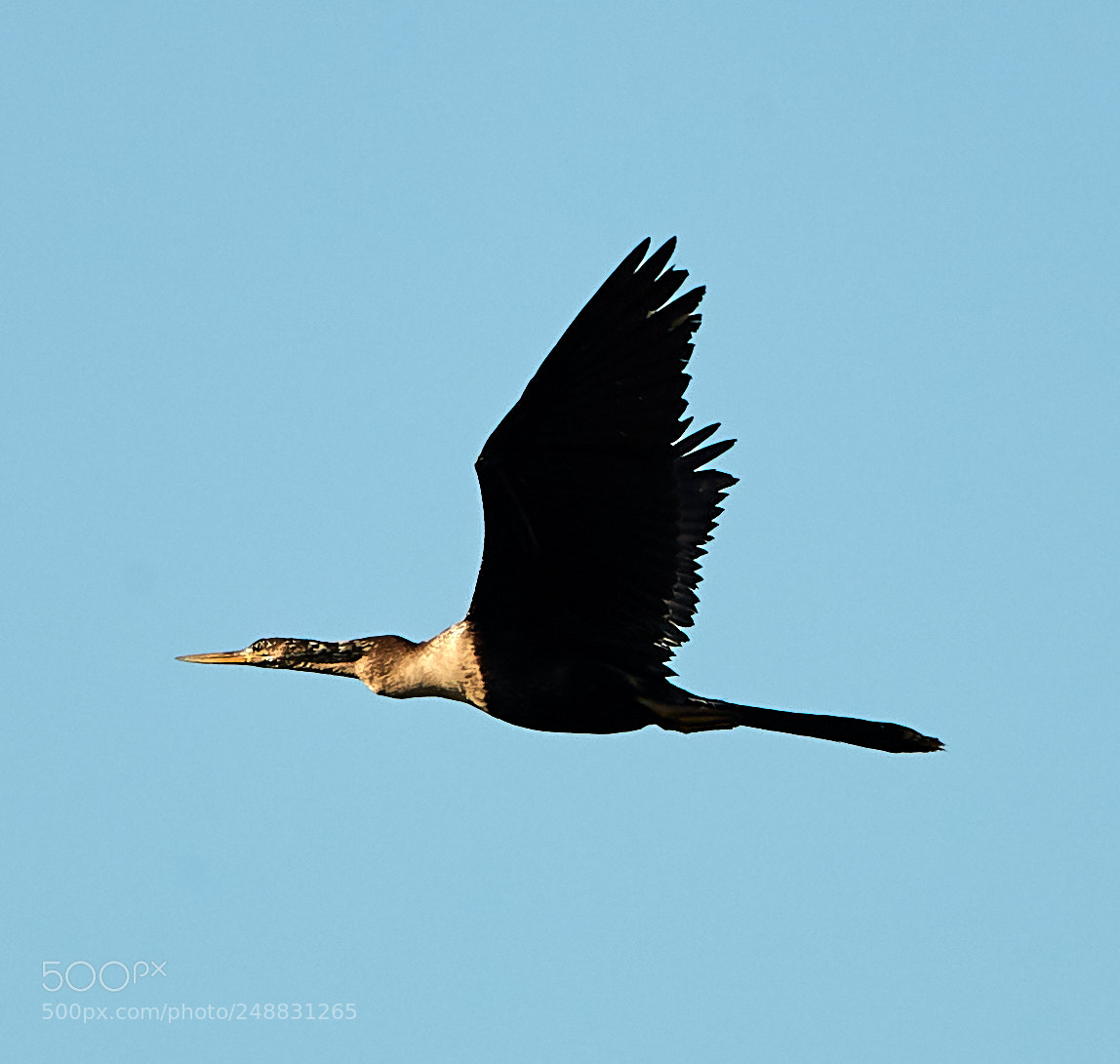 Canon EOS-1D X Mark II sample photo. 03-10-18-0006947.jpg photography