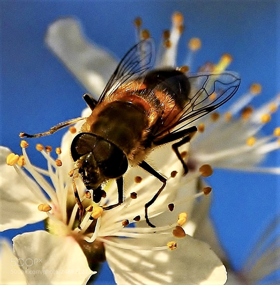 Nikon D7000 sample photo. The bee photography