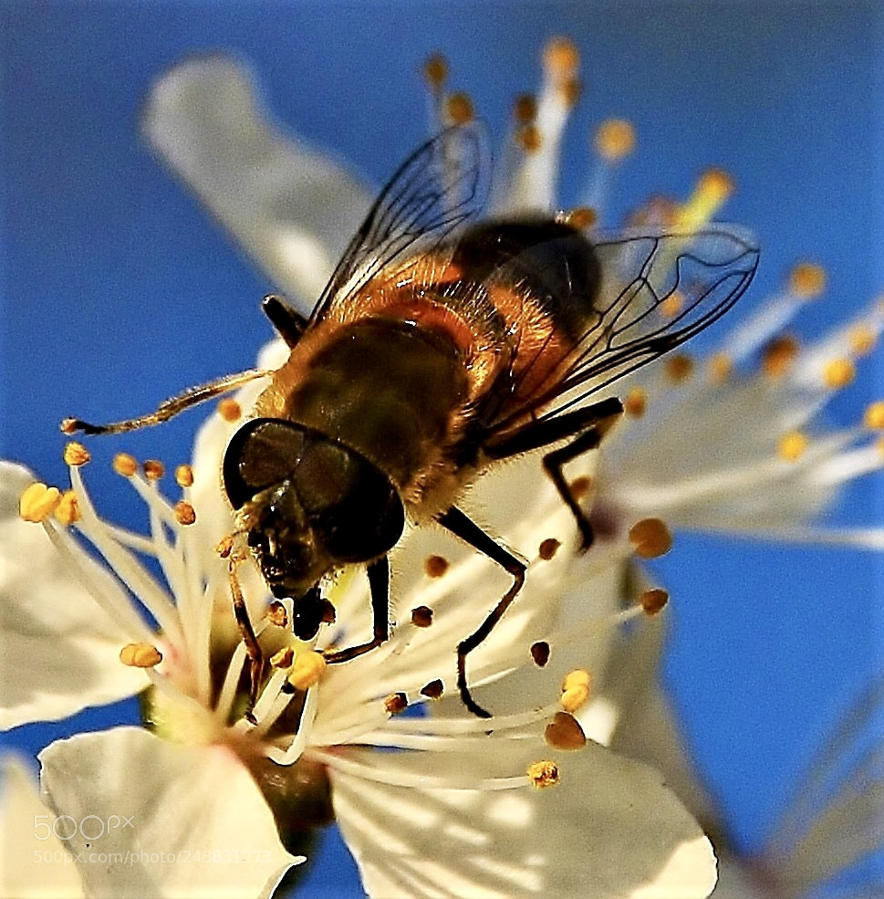 Nikon D7000 sample photo. The bee photography
