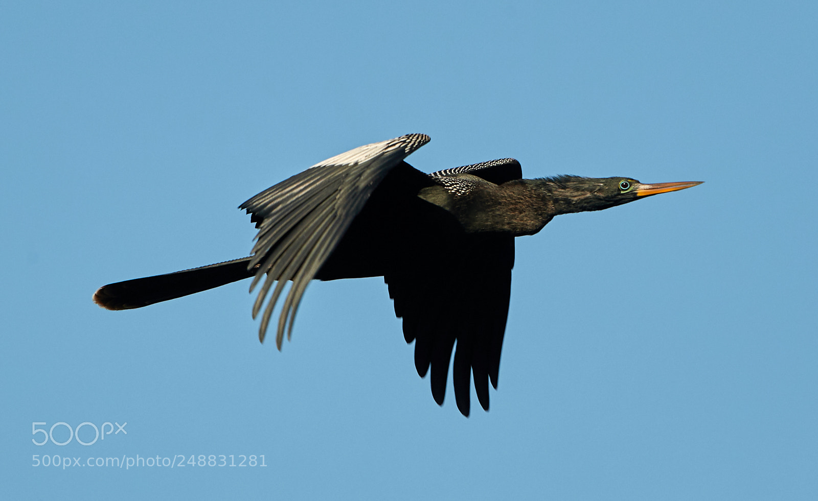 Canon EOS-1D X Mark II sample photo. 03-10-18-0006943.jpg photography