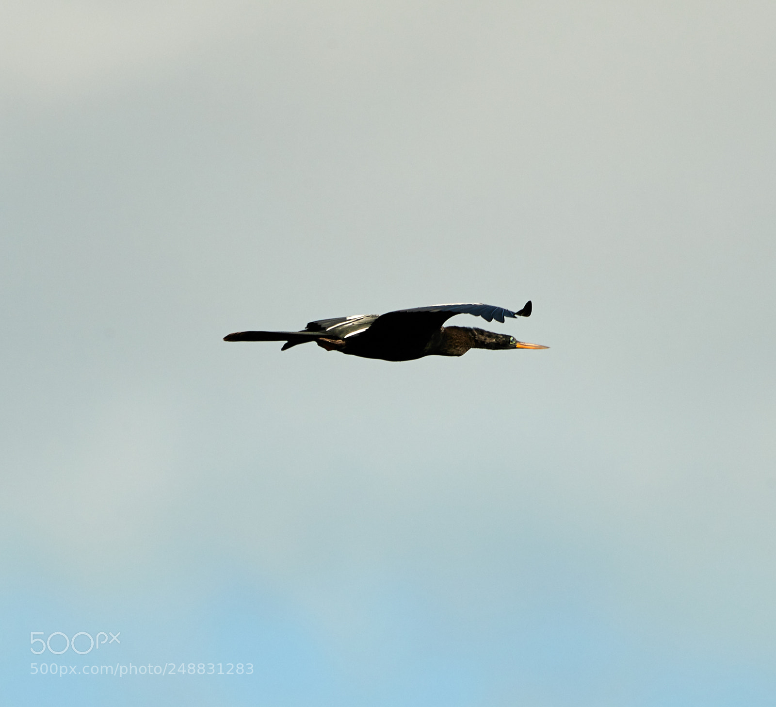 Canon EOS-1D X Mark II sample photo. 03-10-18-0006942.jpg photography