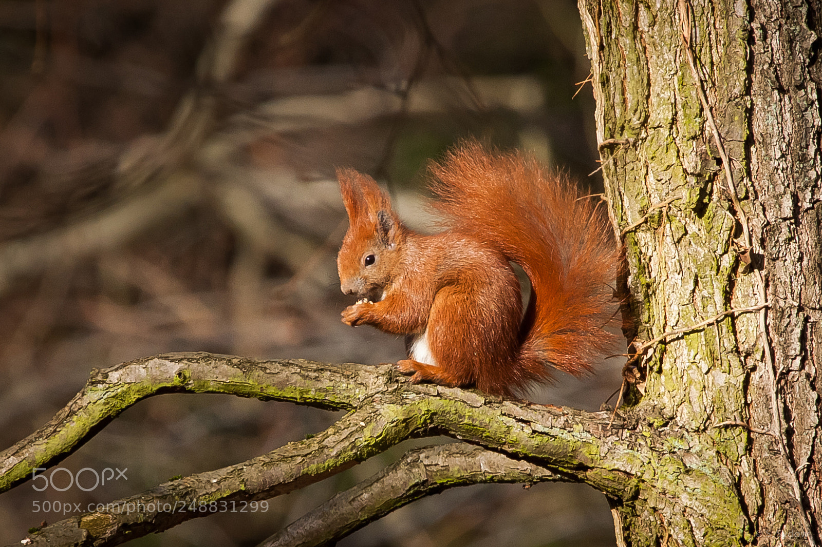 Canon EOS 500D (EOS Rebel T1i / EOS Kiss X3) sample photo. Red squirrel having a photography