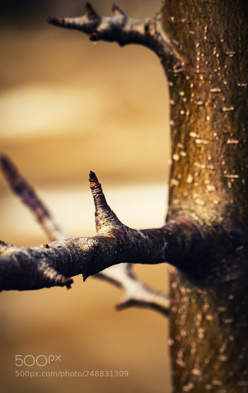 Nikon D5500 sample photo. Spring retro detail on photography