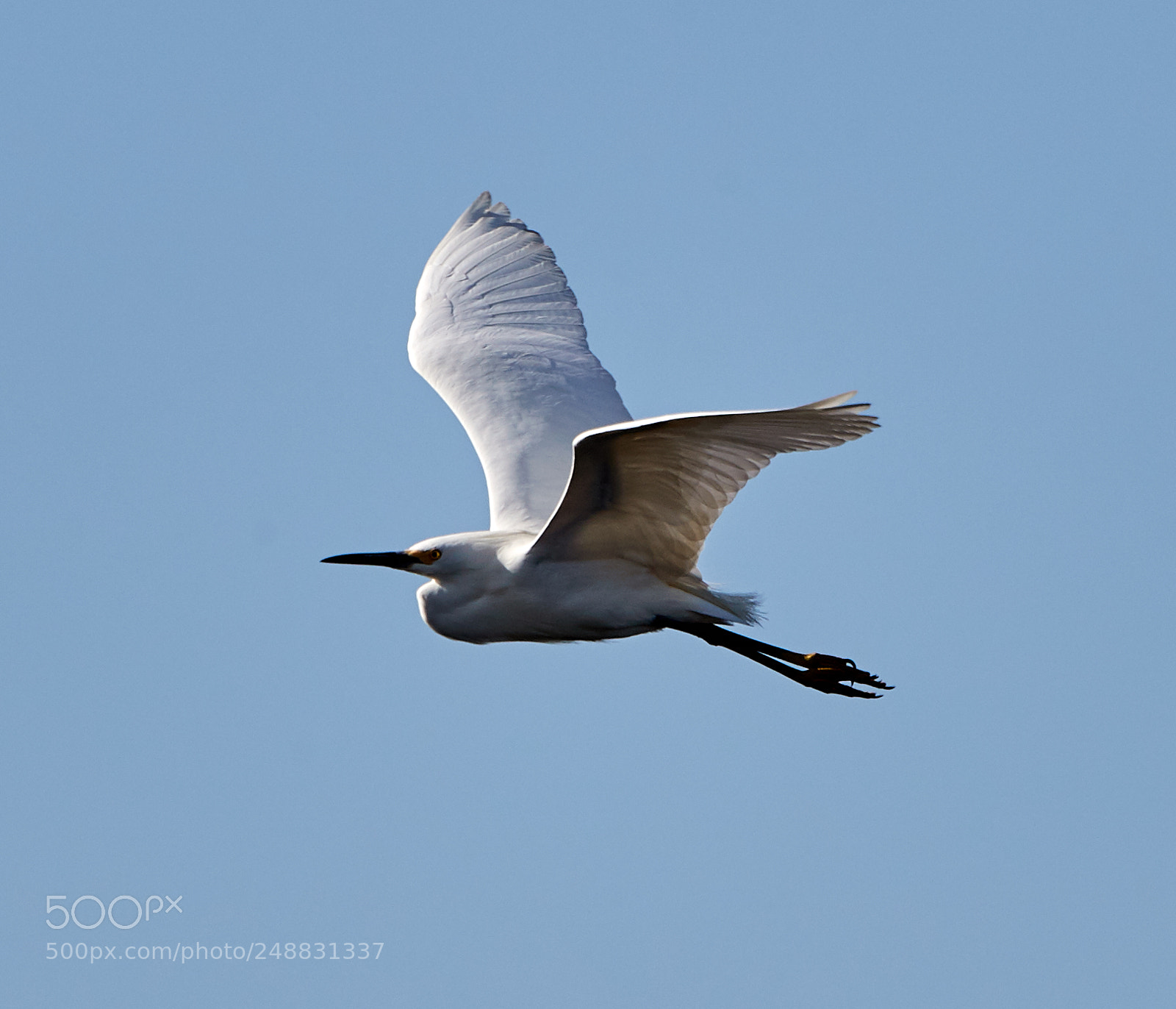 Canon EOS-1D X Mark II sample photo. 03-10-18-0006938.jpg photography