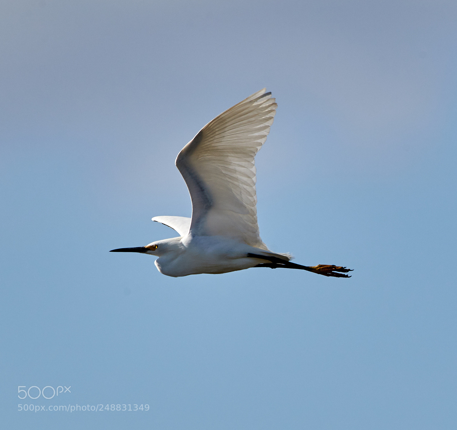 Canon EOS-1D X Mark II sample photo. 03-10-18-0006935.jpg photography