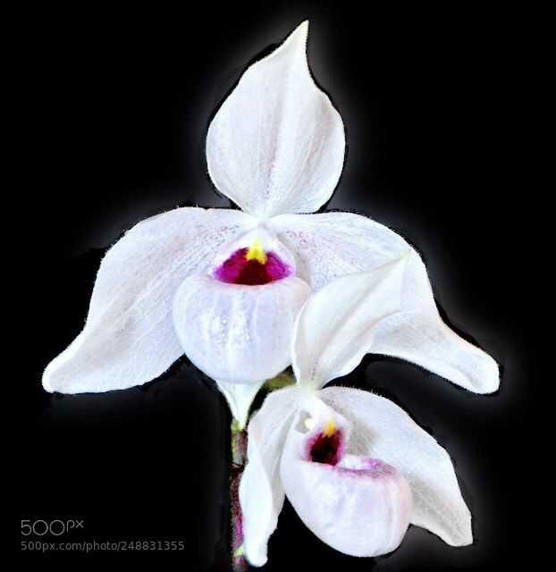 Nikon D300 sample photo. Paphiopedilum lynleigh koopowitz photography