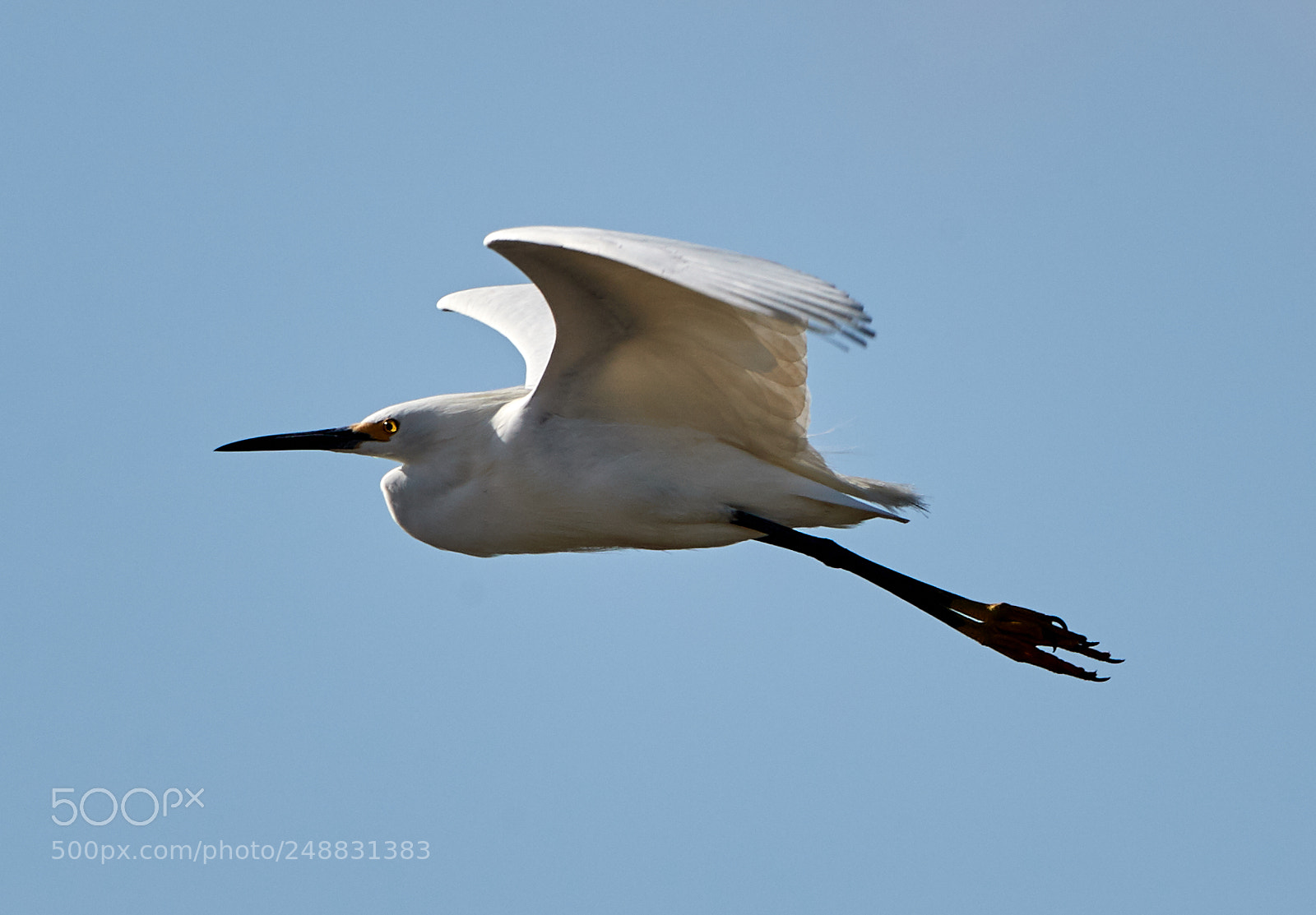 Canon EOS-1D X Mark II sample photo. 03-10-18-0006933.jpg photography