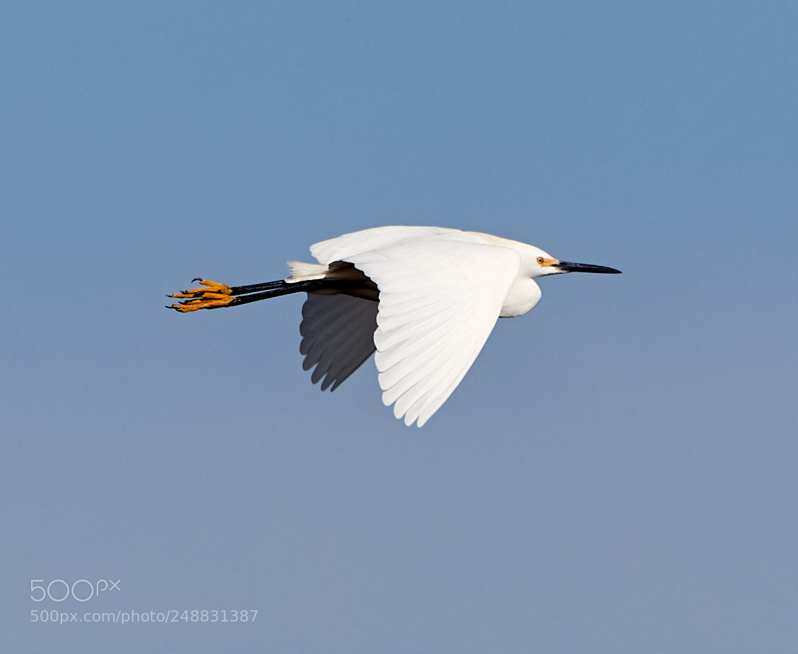 Canon EOS-1D X Mark II sample photo. 03-10-18-0006931.jpg photography