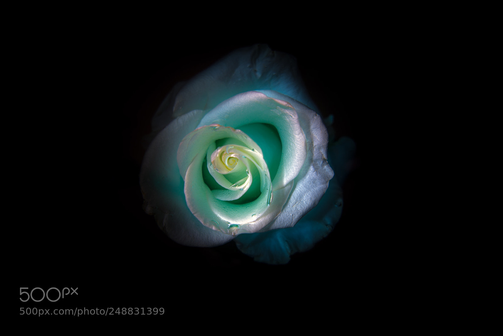 Nikon D610 sample photo. Submerged photography