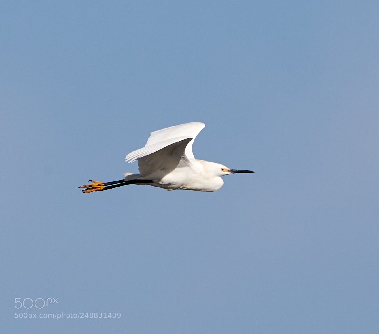 Canon EOS-1D X Mark II sample photo. 03-10-18-0006929.jpg photography