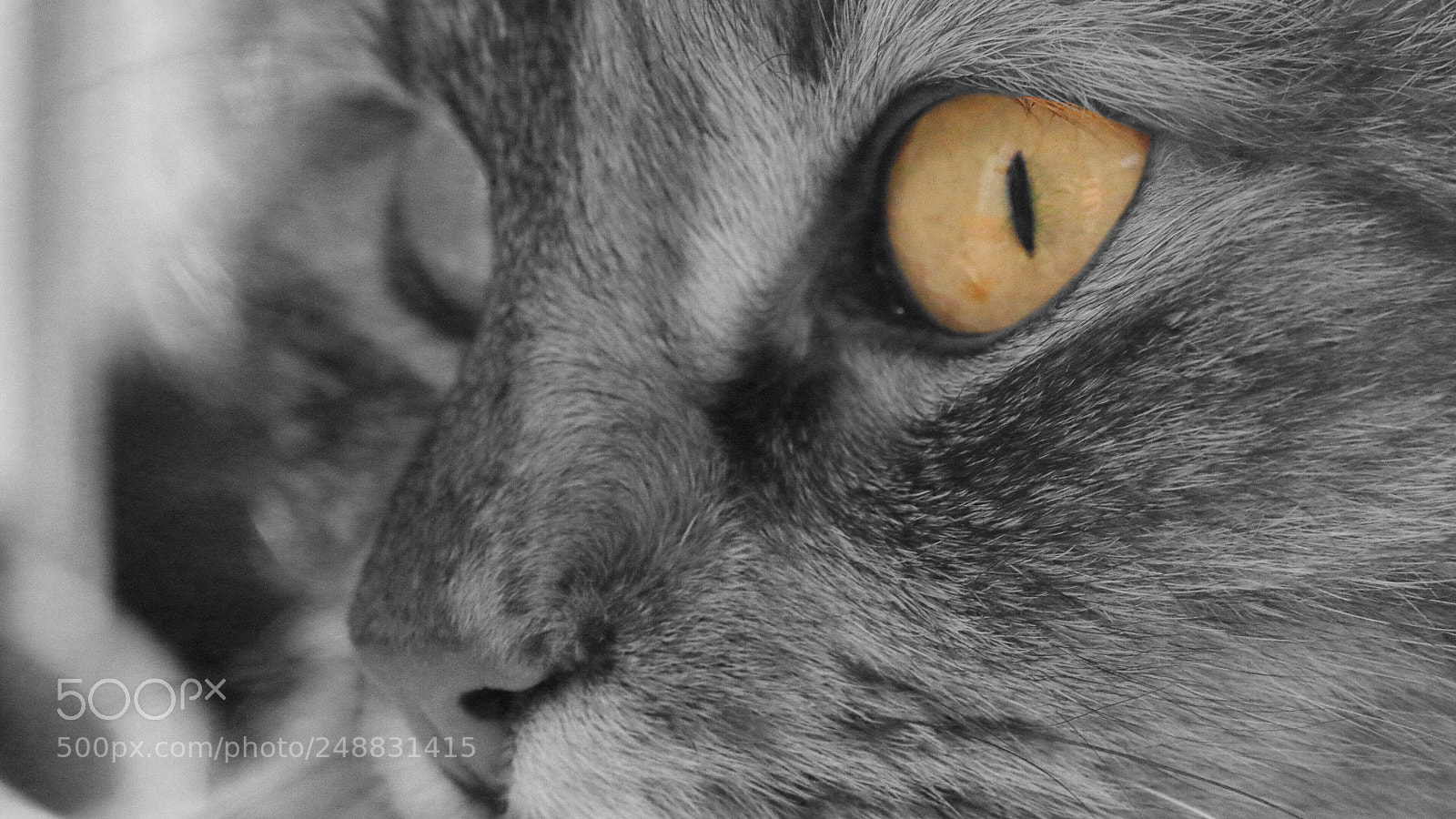Canon EOS 600D (Rebel EOS T3i / EOS Kiss X5) sample photo. Eye of the tiger photography