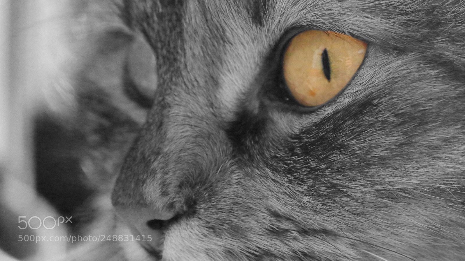 Canon EOS 600D (Rebel EOS T3i / EOS Kiss X5) + Canon EF 50mm F1.8 II sample photo. Eye of the tiger photography