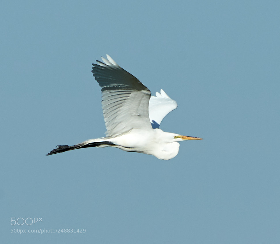 Canon EOS-1D X Mark II sample photo. 03-10-18-0006991.jpg photography
